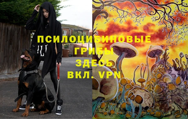 прущие грибы Абинск