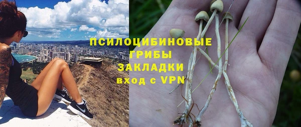 прущие грибы Абинск